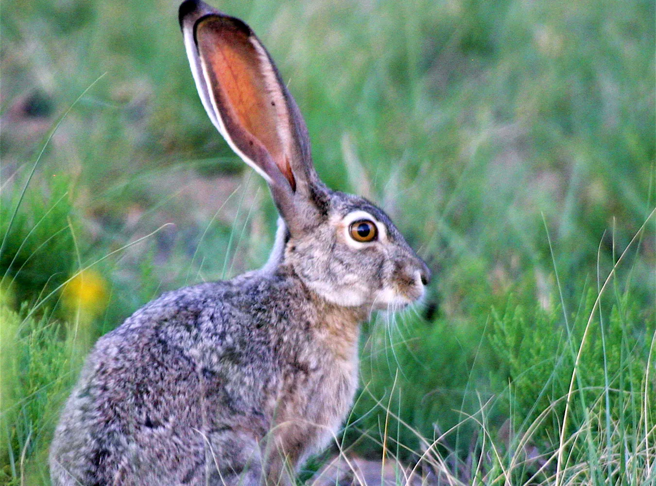 Zające z obrożami śmigają po polach