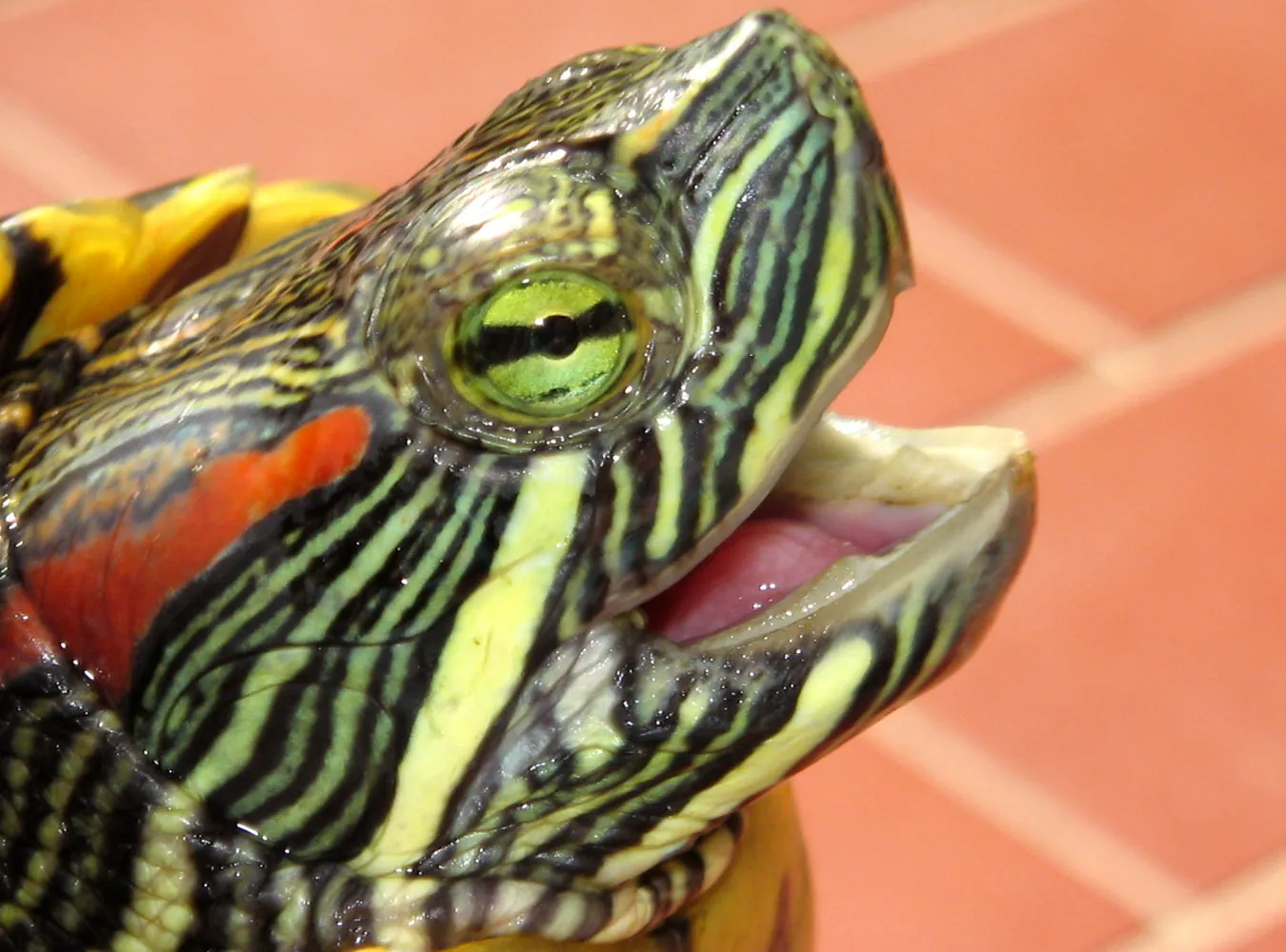 Zamorskie gady zaatakowały Polskę