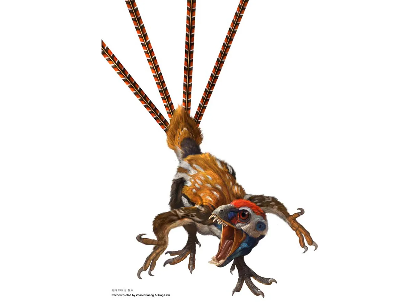 Upierzony dinozaur żył jak wiewiórka