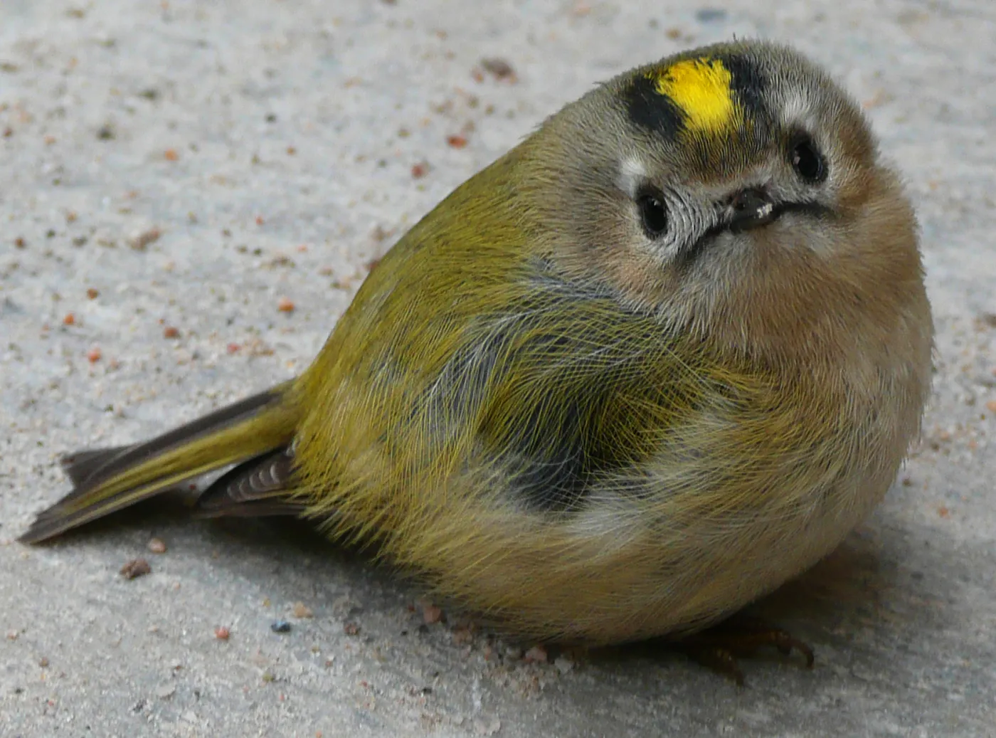 Maleńkie mysikróliki uciekają przez Polskę