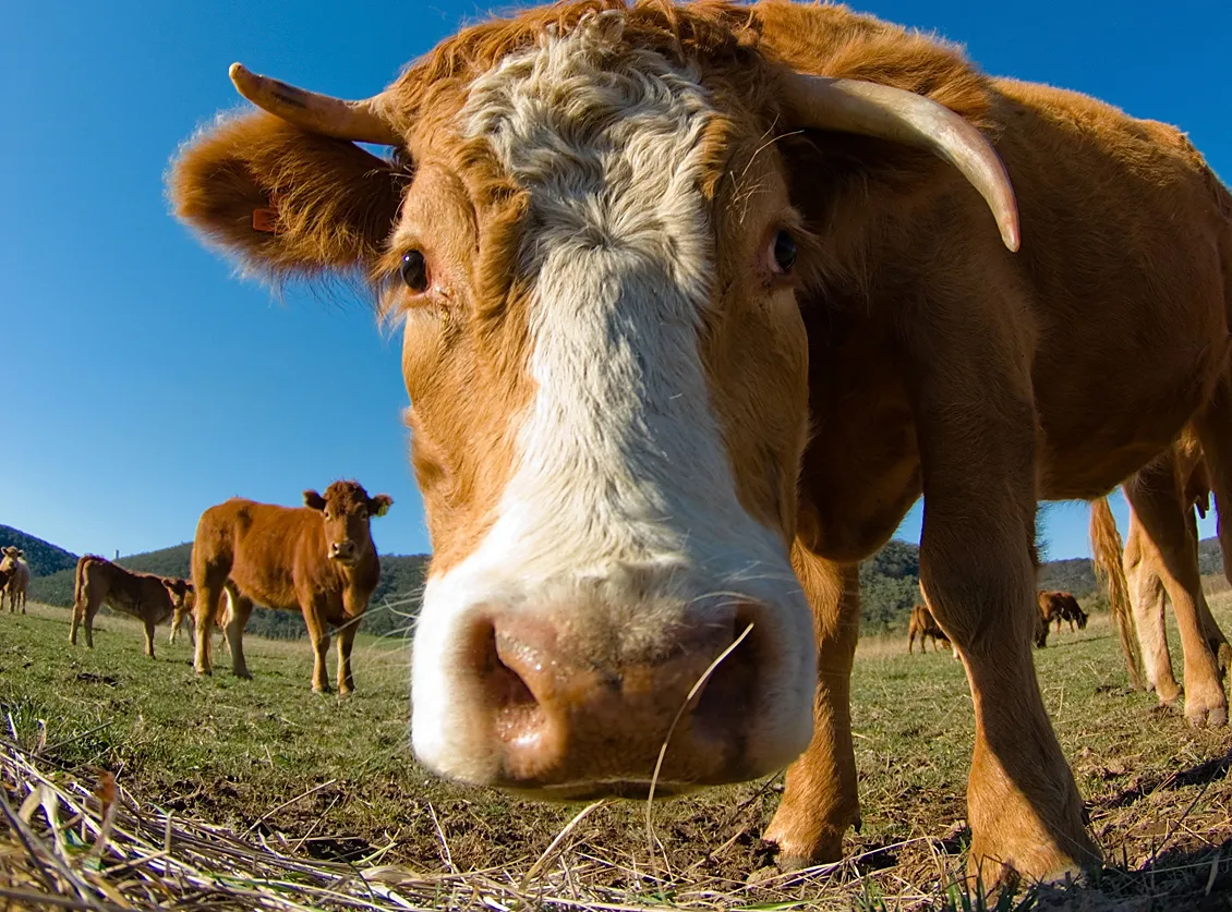 Chcą opodatkować krowie bąki