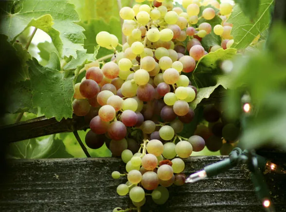 Hordy pijanych popsuły winobranie