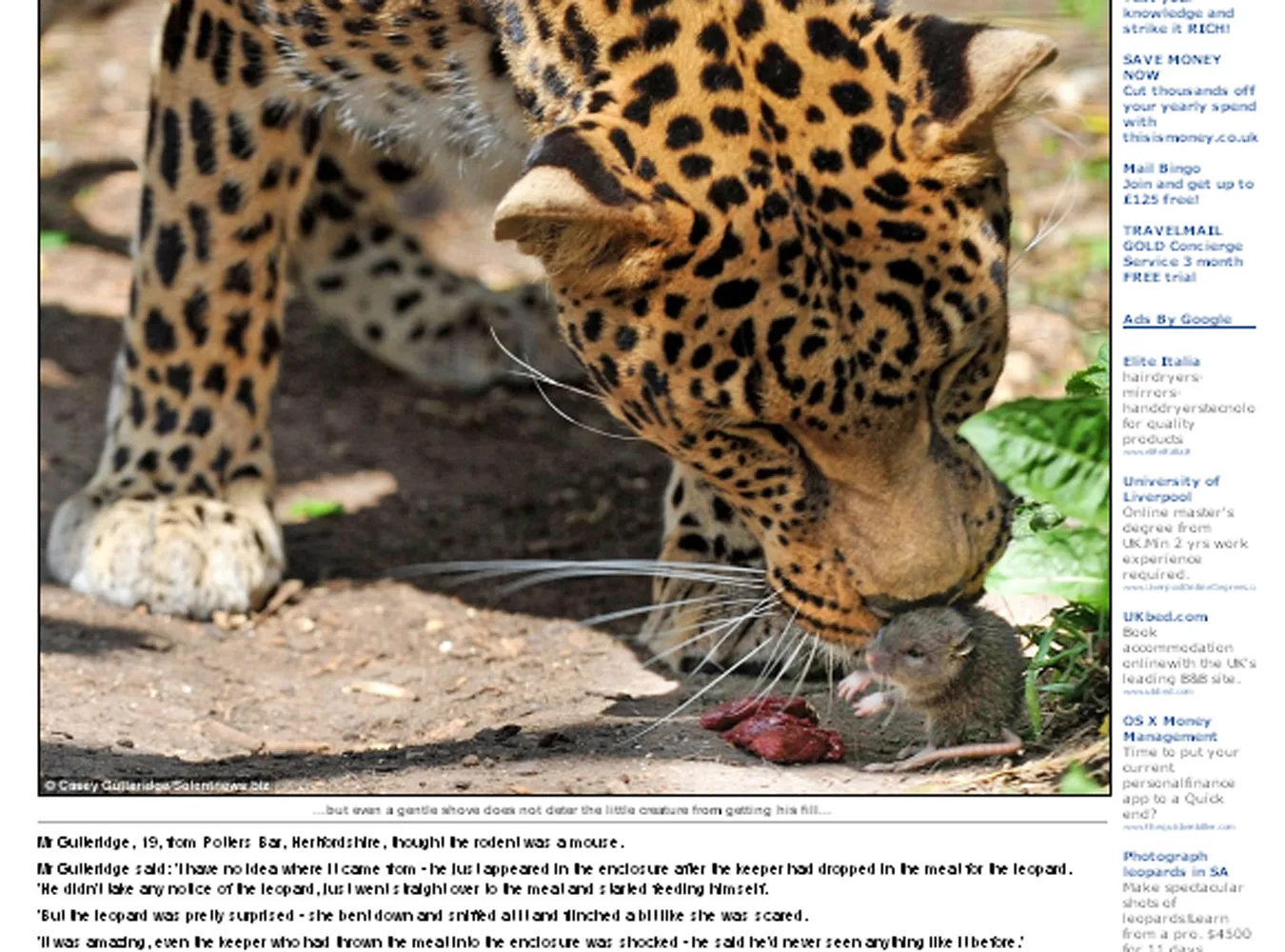 Koty i myszy mogą się lubić