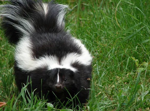 Obława na śmierdzącego uciekiniera