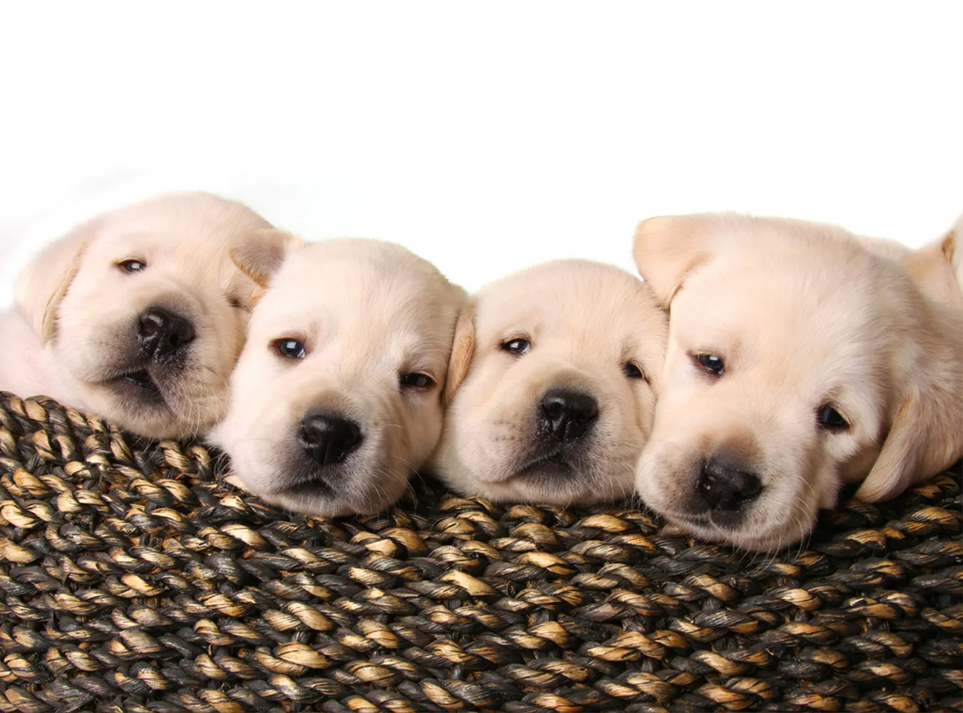 Dla skarbówki pies to rzecz. Płać podatek!