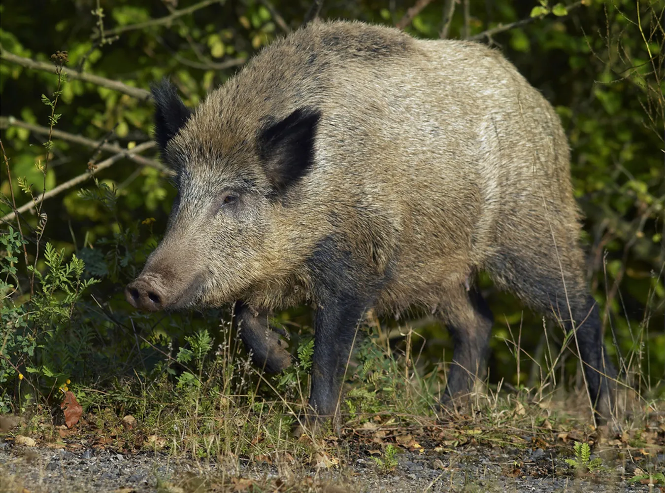 Obława w Krakowie. Zabito... dzika
