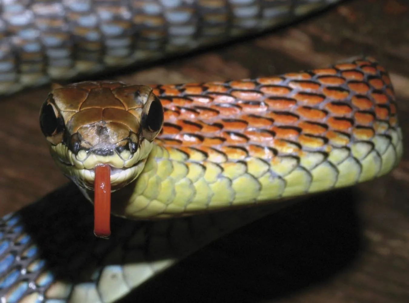 Odkryli ponad sto nieznanych zwierząt!