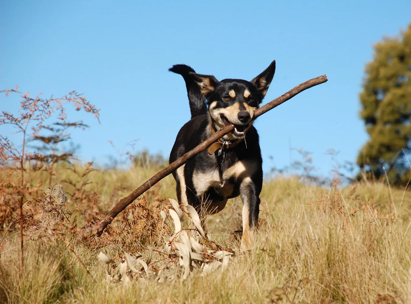 Telewidzowie postanowili sfinansować program