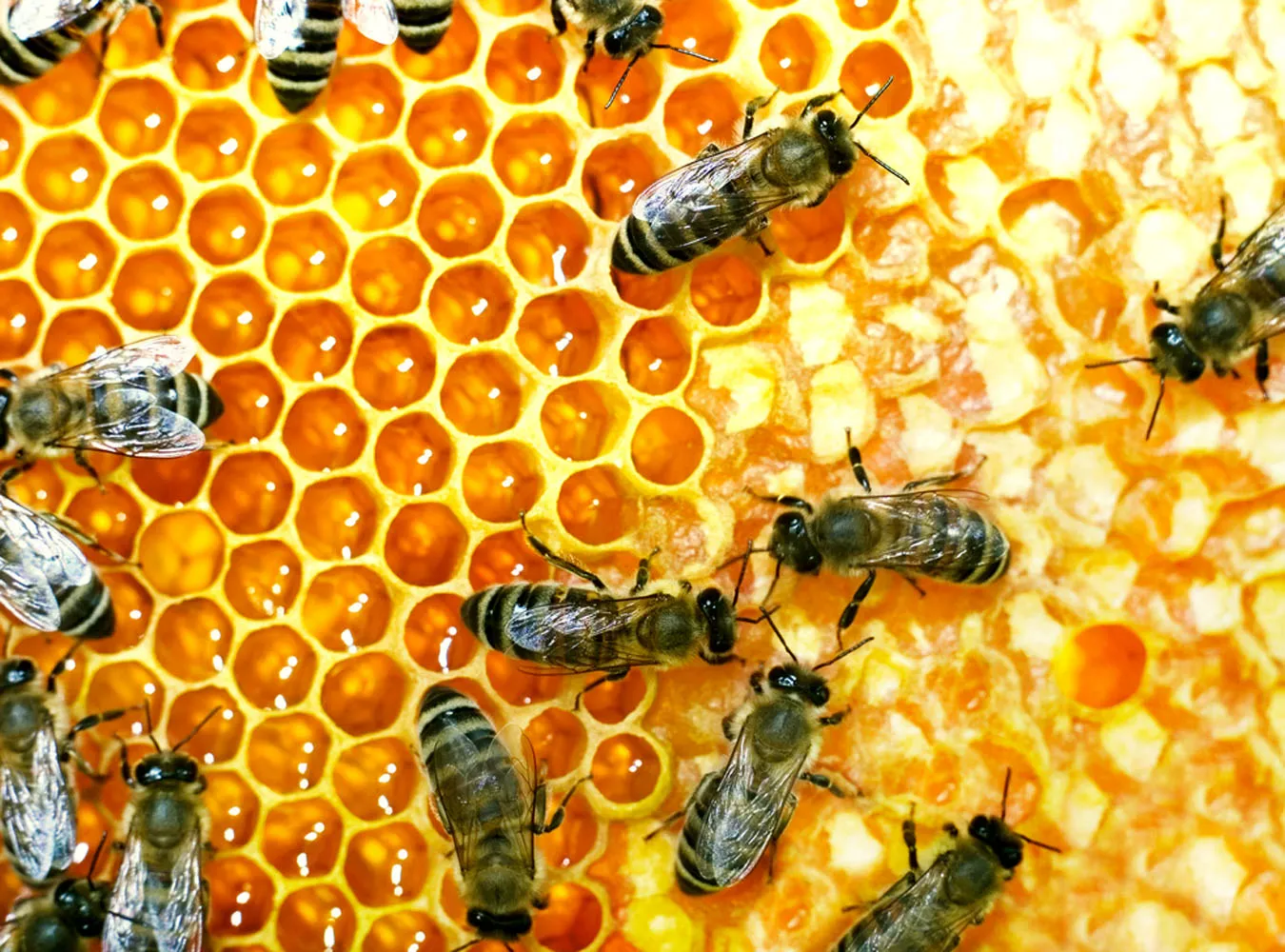 Jeśli kit, to tylko pszczeli