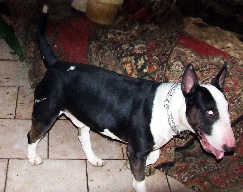 Ten bullterrier zaatakował dziecko