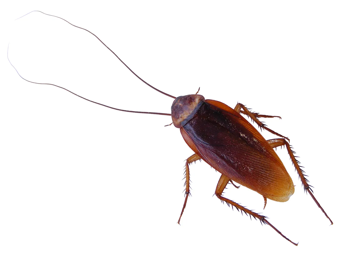 W Rozji wyginą karaluchy