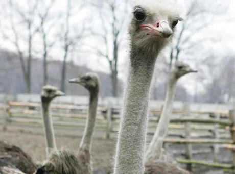 Ponad setka strusi spłonęła żywcem