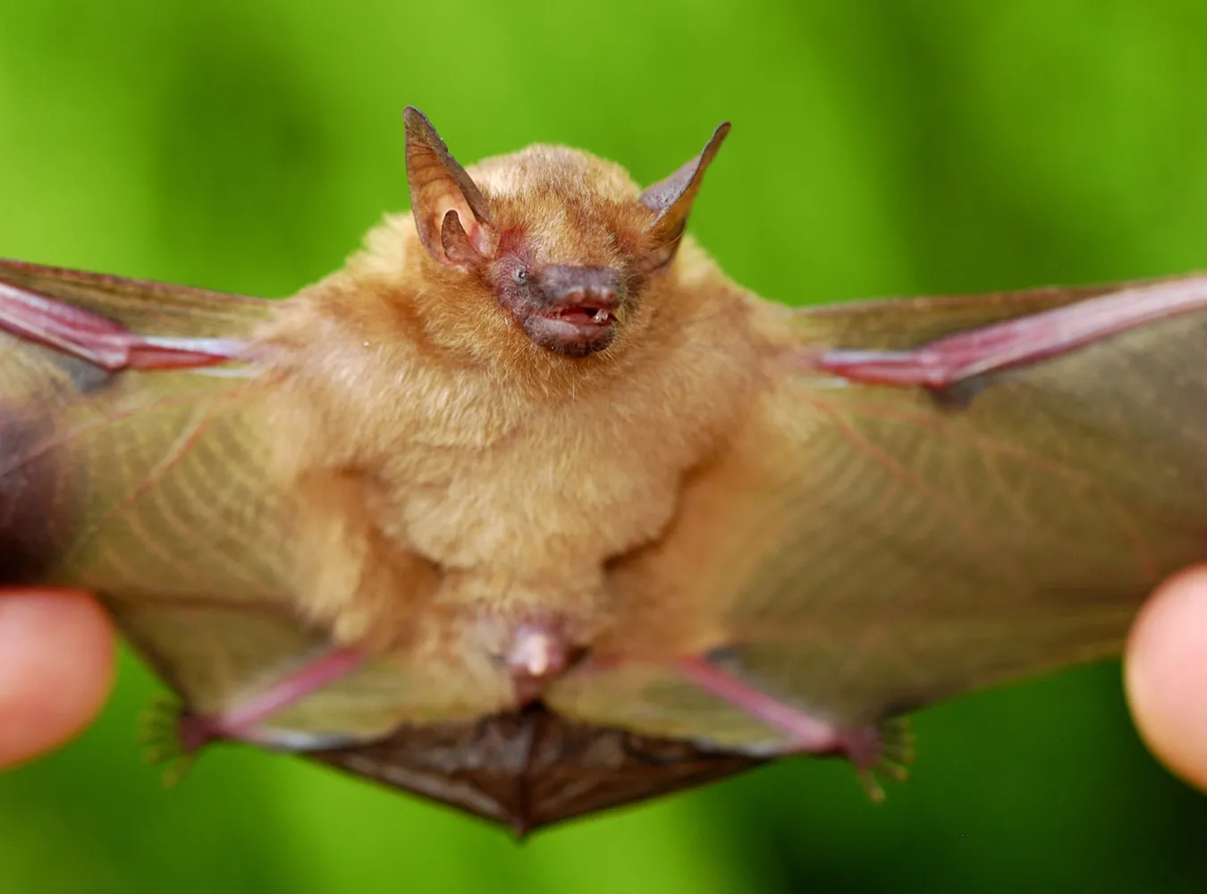 Nazwij gatunek nietoperza imieniem bliskiego