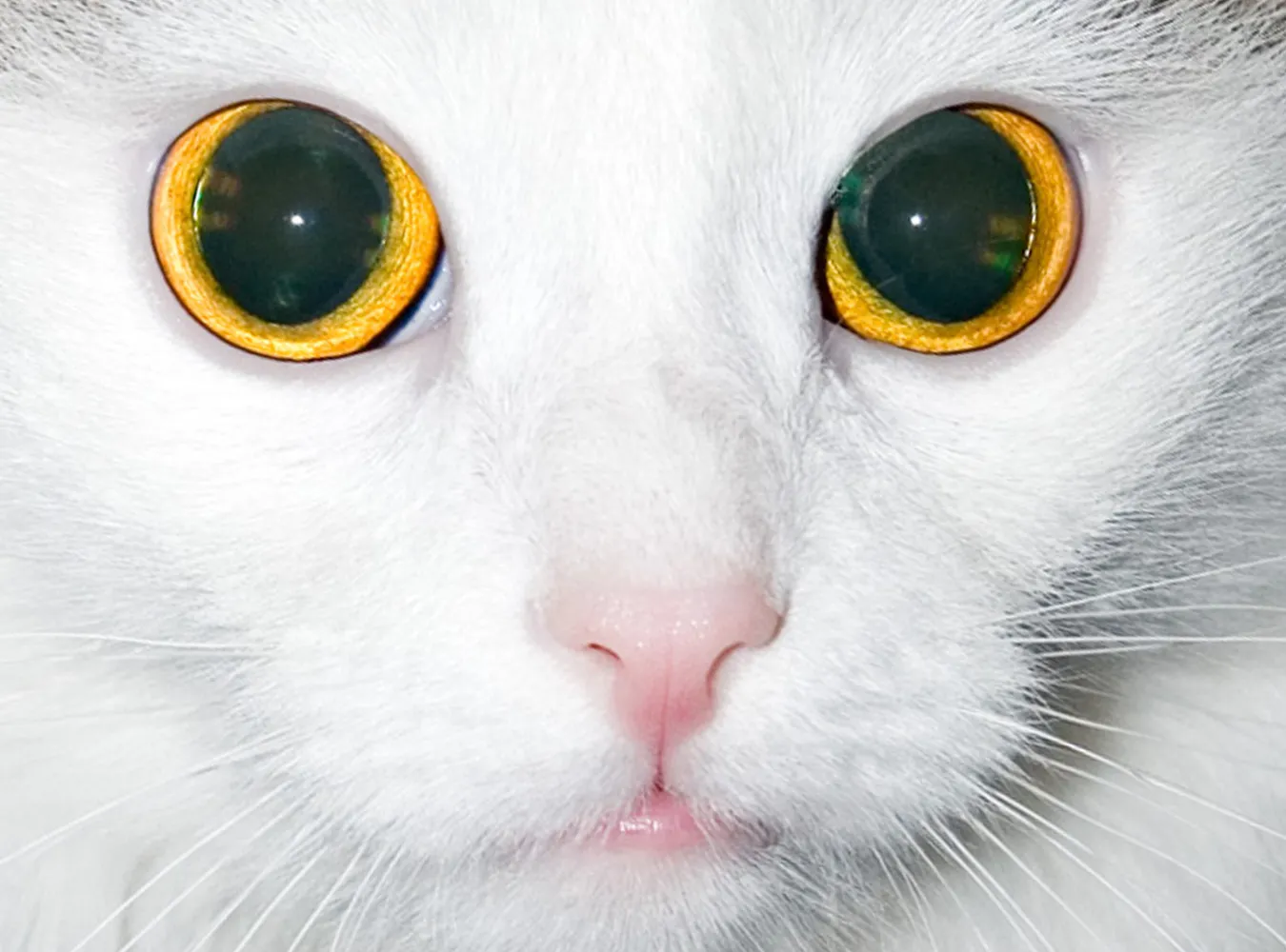 Szkła kontaktowe uratowały wzrok kotu