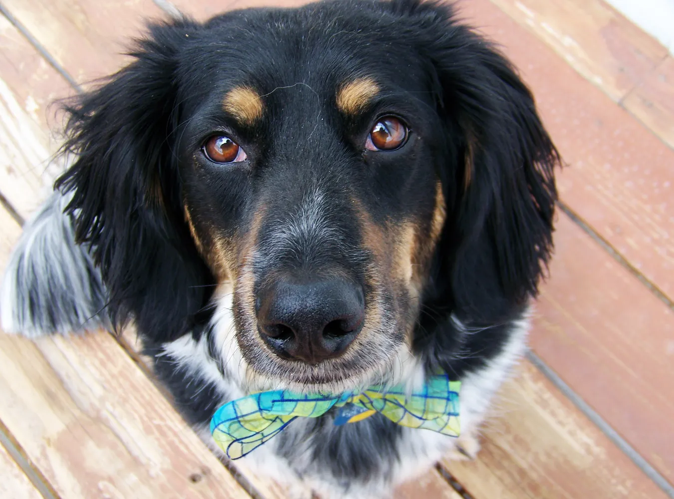 Zrób film o psiej kupie