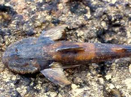 Odkryli rybę, która lubi wspinaczki