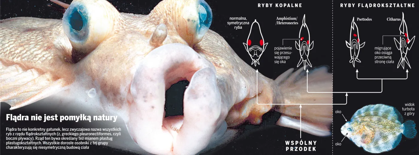 Tak mogła wyglądać ewolucyjna historia flądry