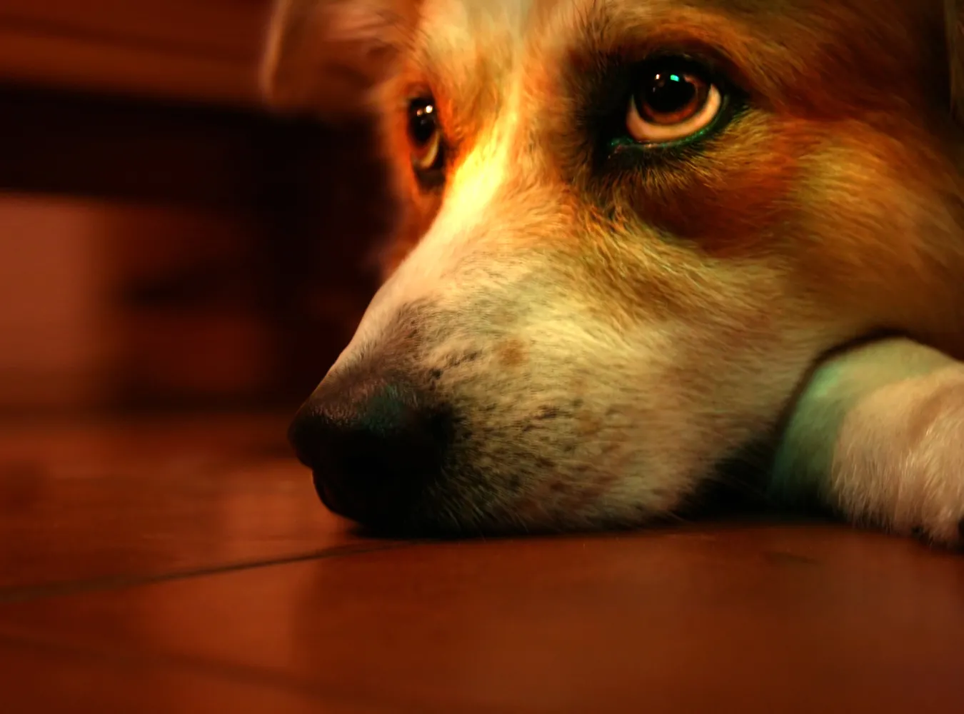 Wyrzucili psa przez okno, później dobili