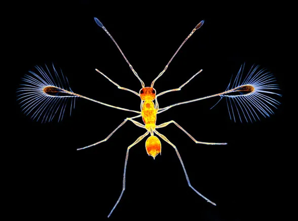 Tych cudów gołym okiem nie zobaczysz