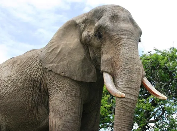 Radny PiS walczy ze słoniem gejem