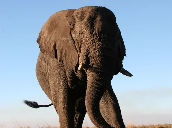 Dyrektor zoo: Ten słoń nie jest gejem