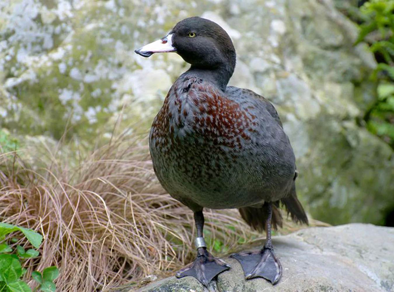 Kaczory geje sprowadzą zagładę na gatunek