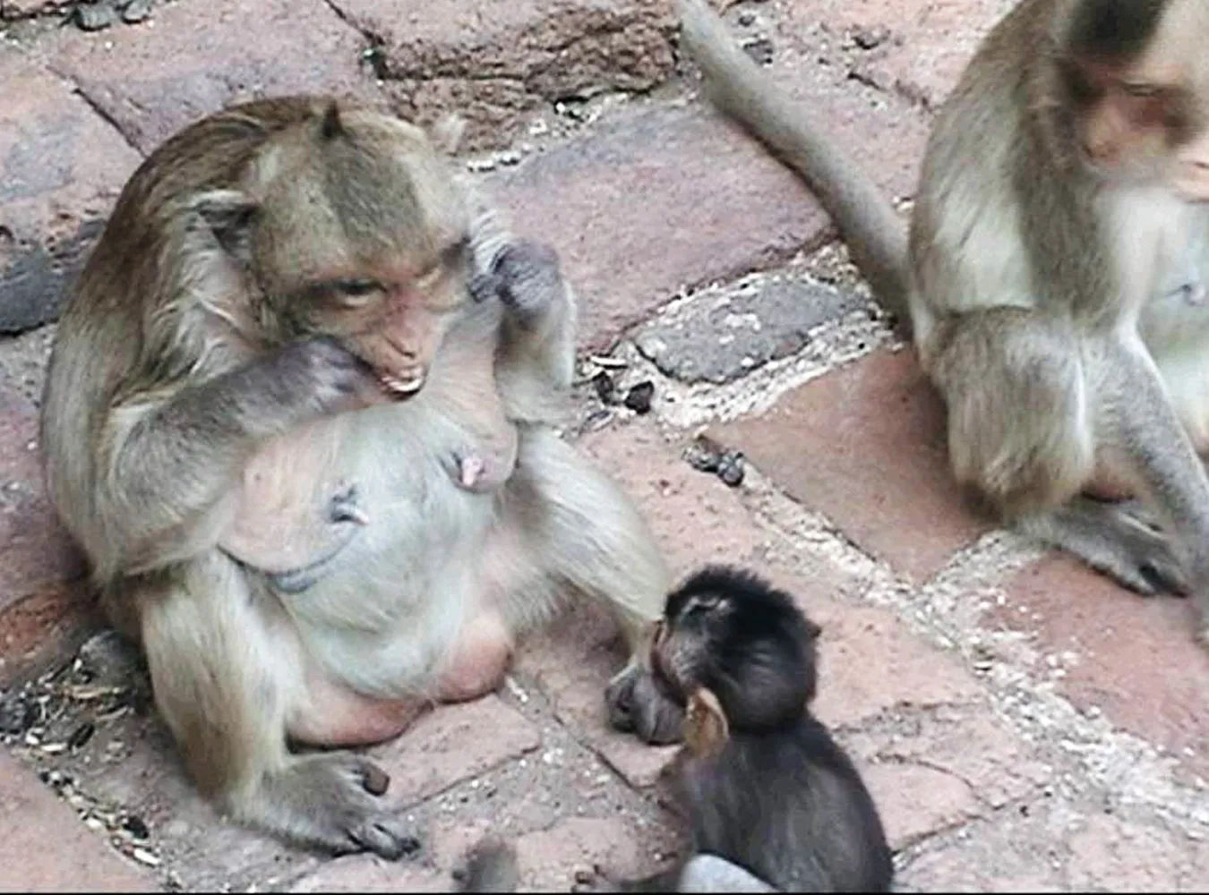 Małpy używają nici dentystycznej