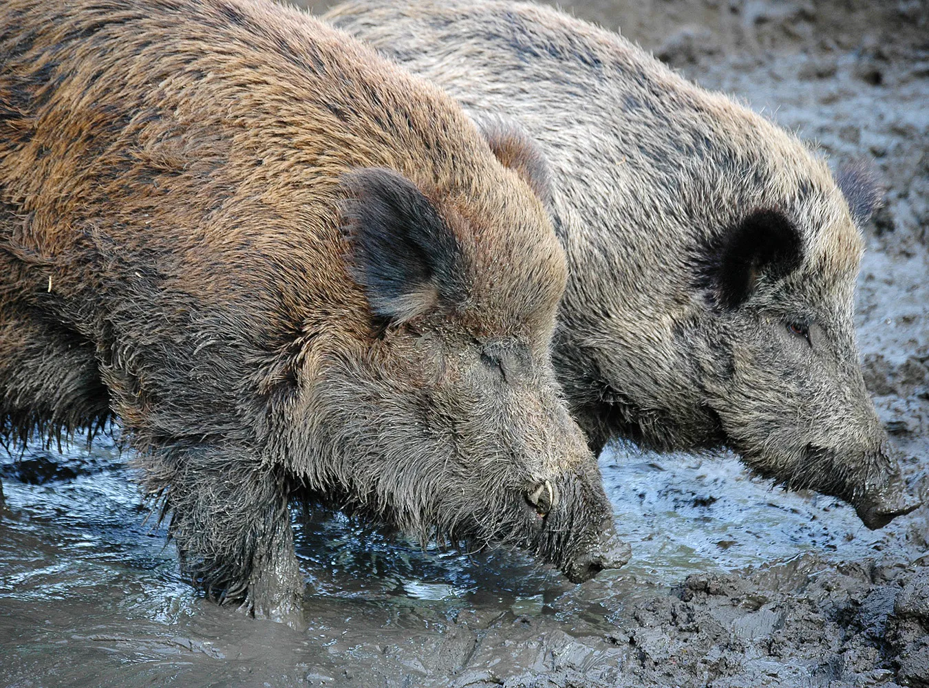 Warszawa idzie na wojnę z dzikami