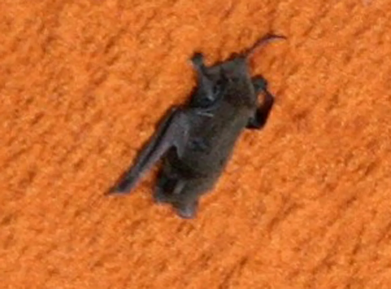 Nietoperz chciał lecieć w kosmos na gapę