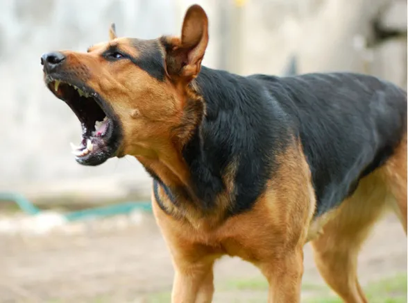 Ze schronisk znikają niebezpieczne psy