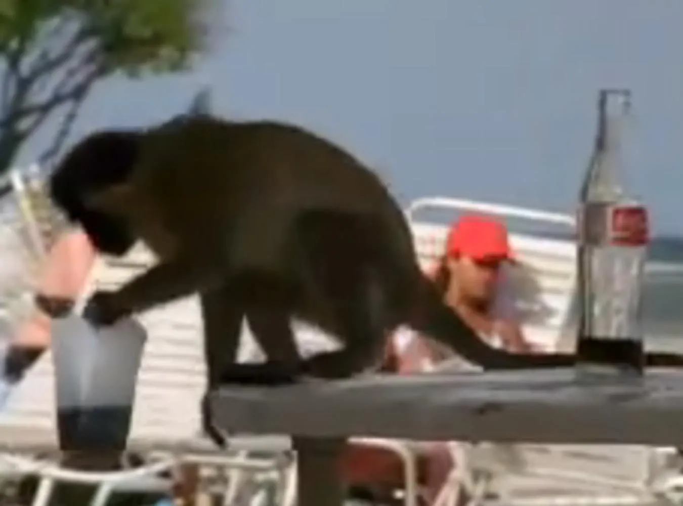 Małpa też człowiek, czyli pijak i złodziej