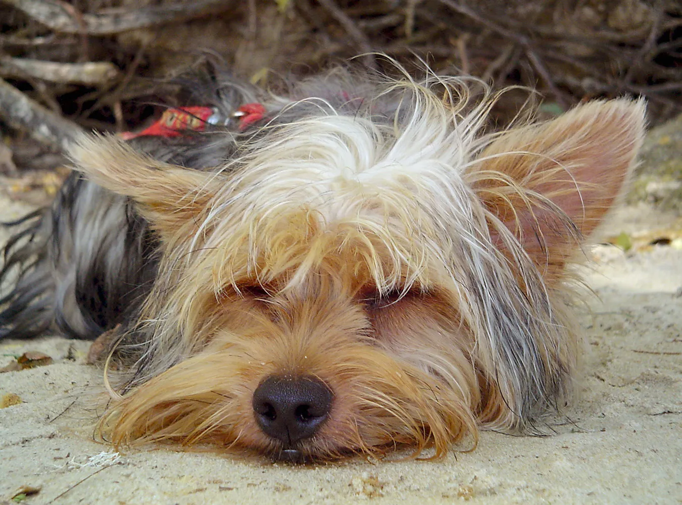 Pięć lat za porwanie psa