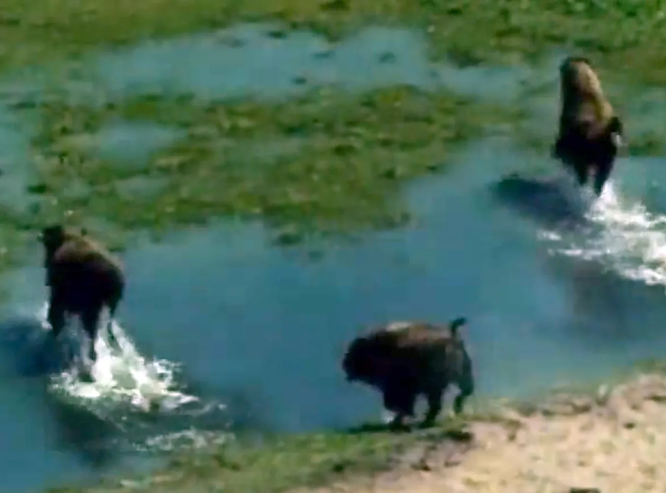 Zobacz bizony, które zwabią turystów