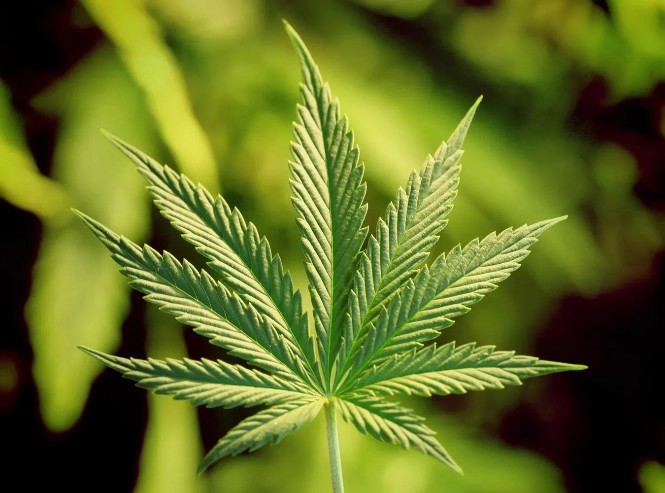 Holendrzy w Polsce hodowali marihuanę