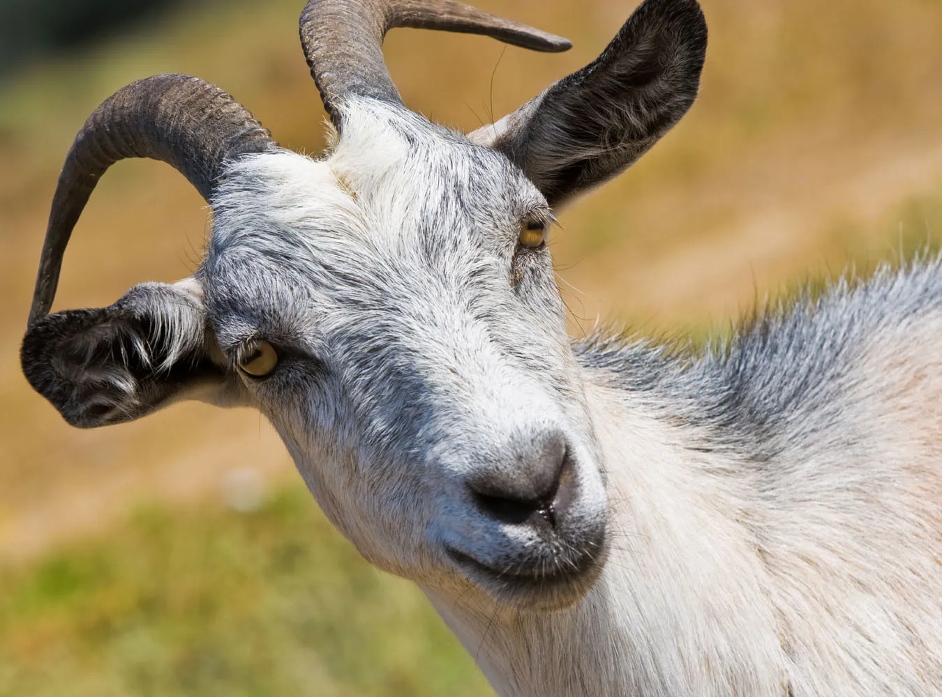 Urzędnicy nie zabiorą ci kóz za długi