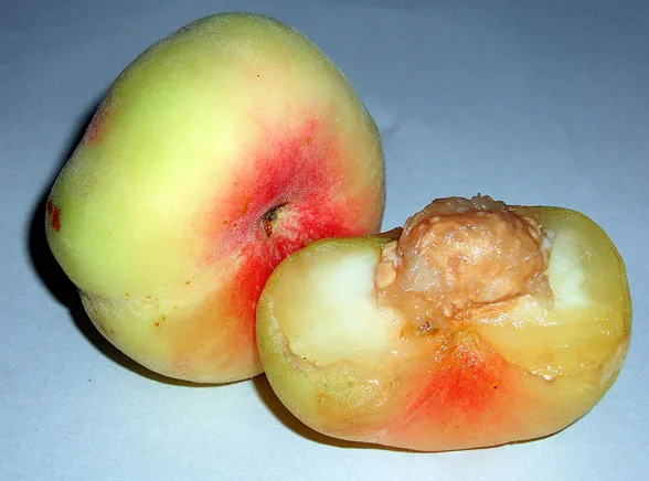 UFO podbija polskie domy