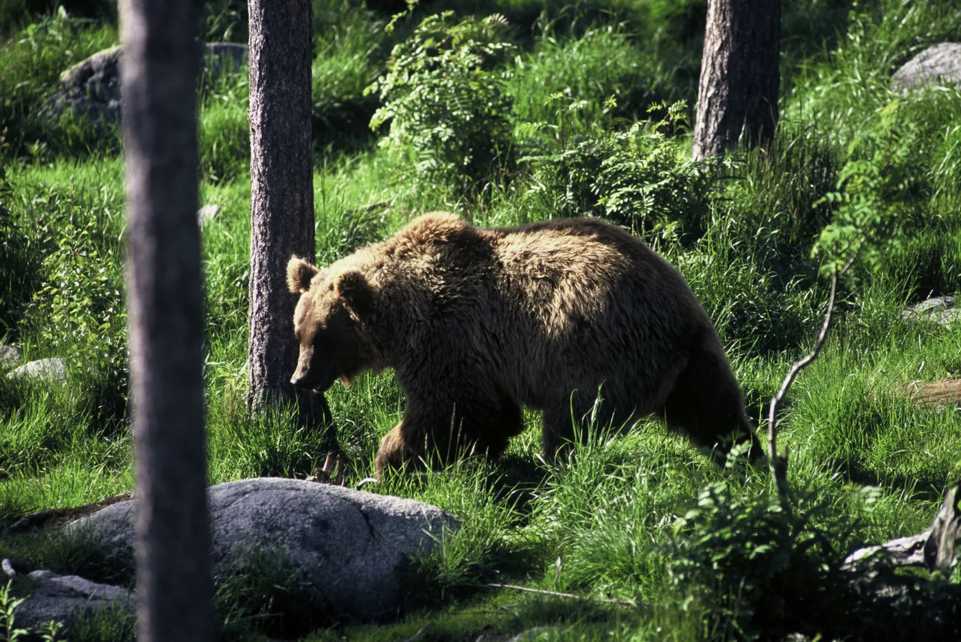 brown_bear_ursus_a_179805a_1292259.jpg