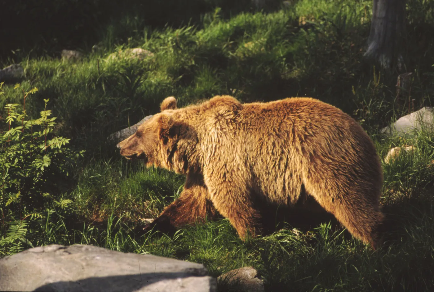 brown_bear_ursus_a_179806a_1292422.jpg