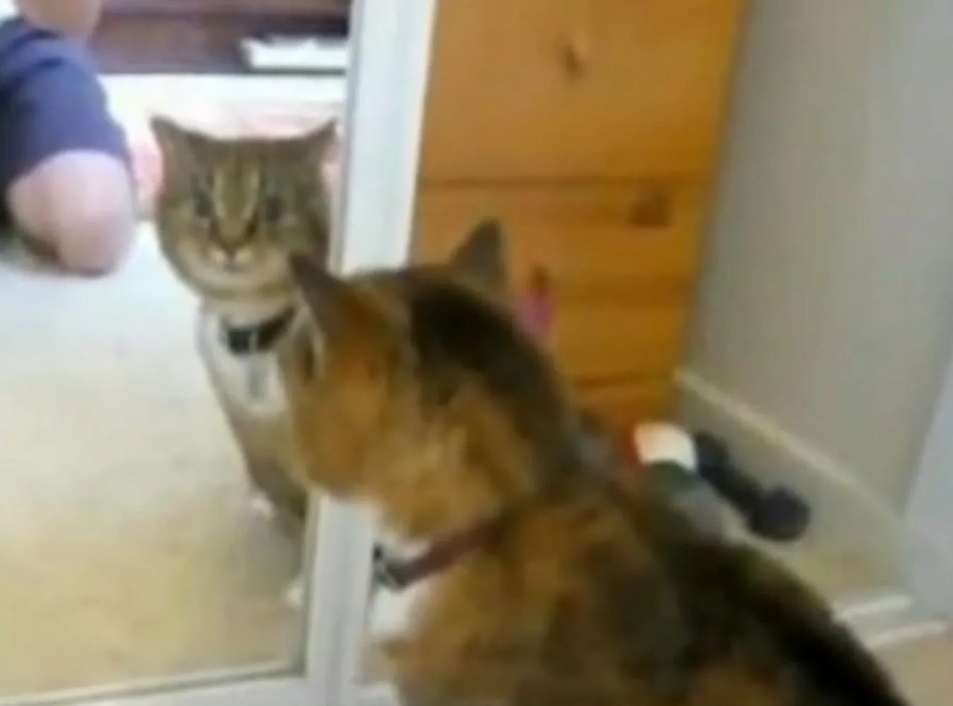 Kogo kot widzi w lustrze