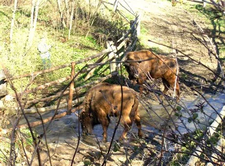 Żubry z Irlandii przyjechały w Bieszczady