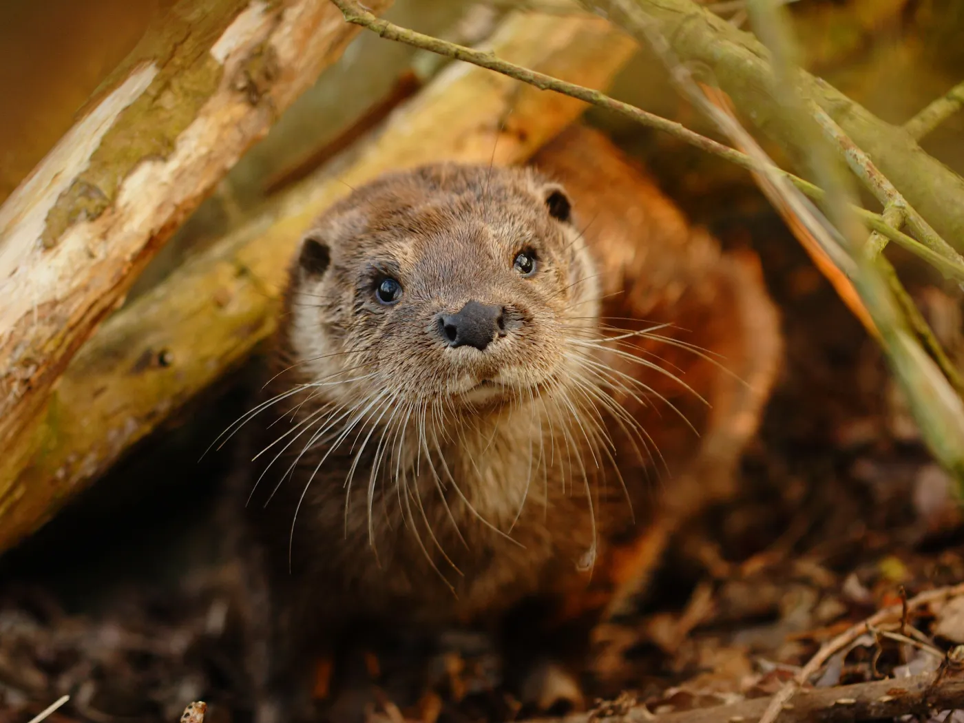 Wydra, zdjęcie ilustracyjne
