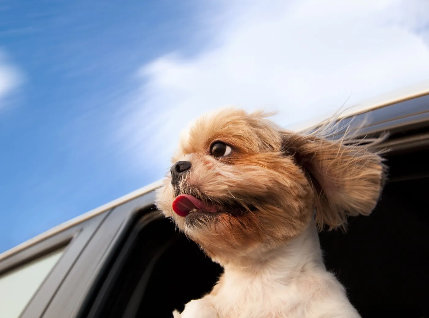 Podróżujesz z psem? Nie sadzaj go na kolanach