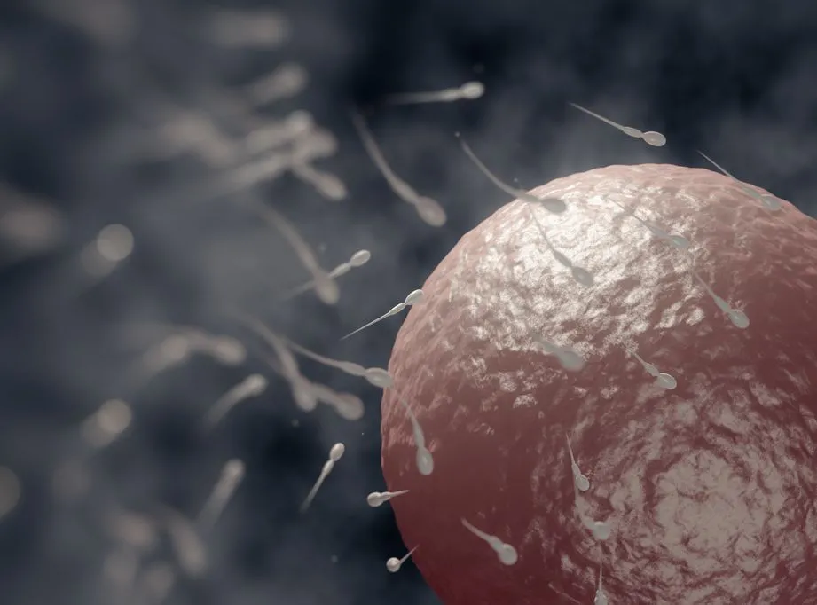 plemniki i komórka jajowa