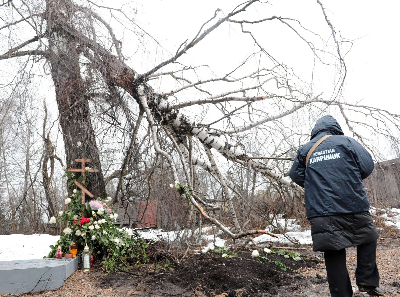Złamana brzoza w Smoleńsku