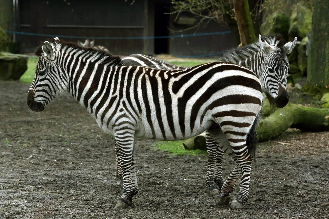 6096495-warszawskie-zoo-zwierzeta.jpg