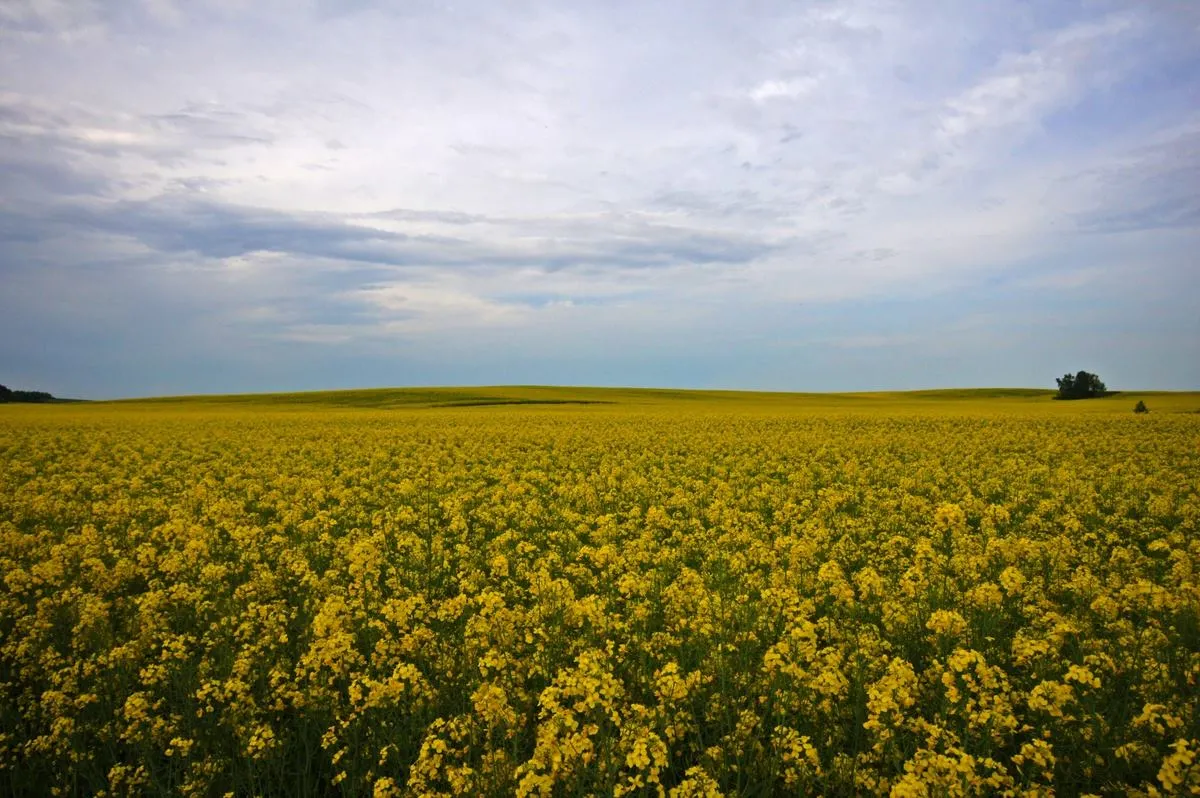 6572202-lany-rzepaku-na-bialorusi.jpg