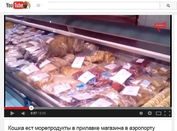 Głodny kot włamał się do sklepu. Zjadł towar za blisko 4 tys. złotych [WIDEO]