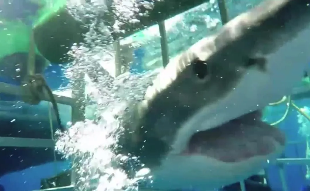 Żarłacz biały wpłynął do klatki z nurkiem