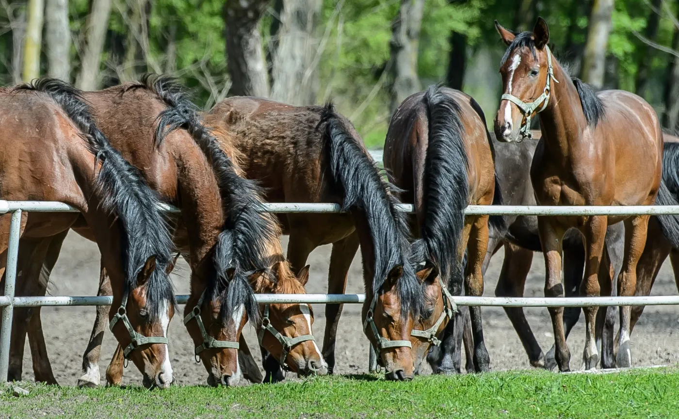 Stadnina koni w Janowie