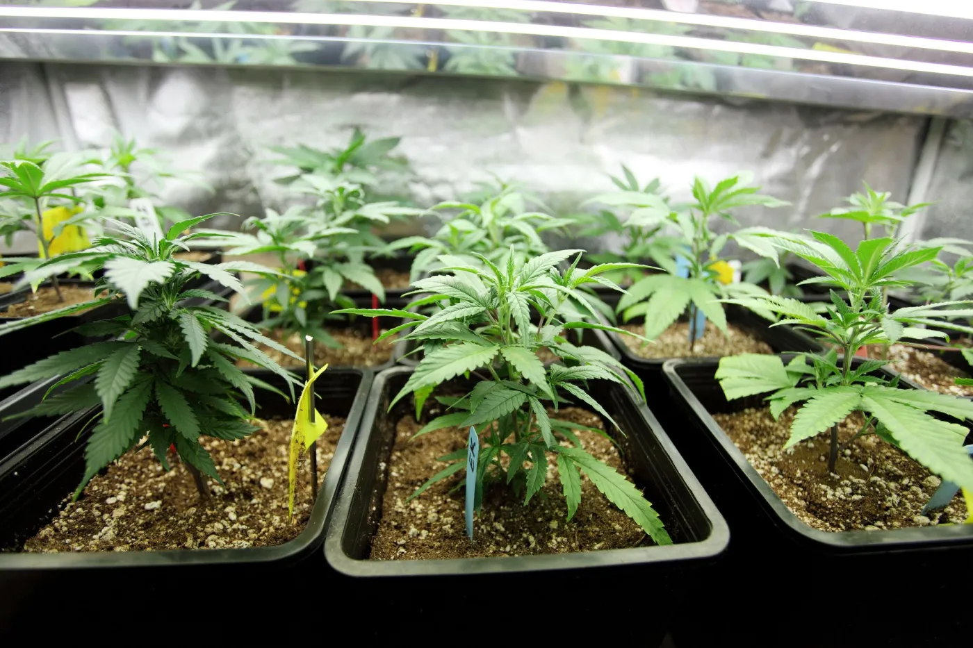 Ekspert: Legalizacja marihuany może pomóc w walce z dopalaczami